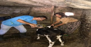 Antalyada 42 Bin 158 Baş Hayvan  Şap Hastalığına Karşı Aşılandı
