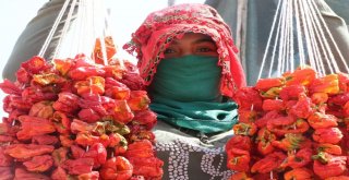 Aşırı Sıcaklıklar Bir Tek Onlara Yaradı