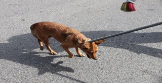 (Özel) Tem Otoyolunda ‘Yabani Köpek Operasyonu