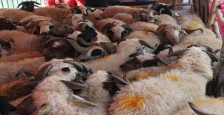 Kurban Fiyatları Düştü