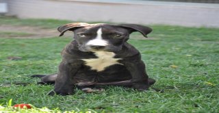 Kazazede Felçli Köpek Hayvan Barınağında Sağlığına Kavuştu