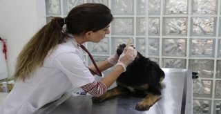 Ölmek Üzere Olan Köpek Vatandaşların Duyarlılığı Sayesinde Kurtarıldı