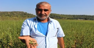 Domatesin Ardından Susamda ‘Tuta Absoluta Kabusu