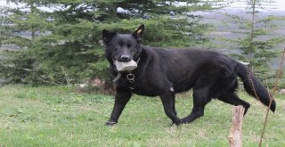 (Özel Haber)Yavrularını Kaybeden Köpek, Ağzındaki Taşı Yavrusu Sanıyor
