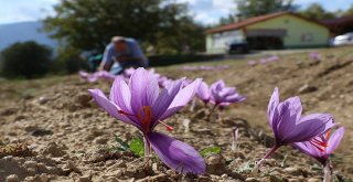 Kilosu 30 Bin Tl Olan Safranda Hasat Başladı