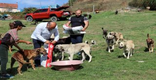 Zonguldaklı İki Aile 120 Sokak Köpeğine Yuva Oldu