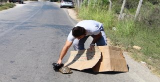 Tatilci Kaplumbağaya Siper Oldu