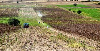 Samsunda Ayçiçeği Hasadı Başladı