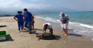 Güzelçamlı Sahilinde Ölü Caretta Caretta Bulundu