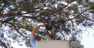 Yuvasından Düşen Yavru Kuşa Polis Şefkati