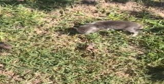 Yavru Kedi Ve Annesini İtfaiye Ekipleri Kavuşturdu