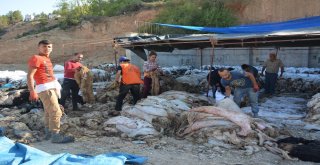 Thk, 7 Bin 250 Küçükbaş, 157 Büyükbaş Deri Topladı