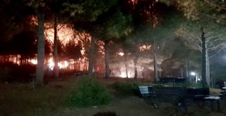 Havai Fişek Ormanı Yaktı