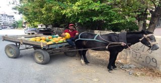 At Arabası Ekmek Teknesi Oldu