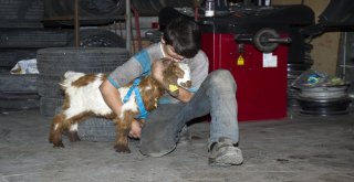 (Özel Haber) Biberonla Beslenen Oğlak Oto Sanayinin Maskotu Oldu