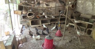 Hayatı Kuşlarla Geçiyor