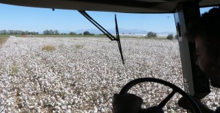 Antalyada Beyaz Altında Hasat Başladı