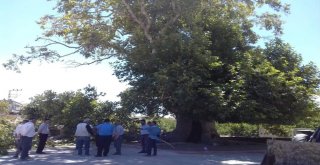 Tescilli Anıt Ağacın Dalı Kırıldı