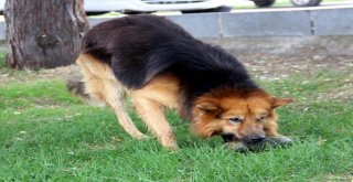 Bu Köpek Yetenekleri İle Şaşırtıyor