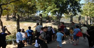 Kurban Bayramında Hayvanat Bahçesine Yoğun İlgi