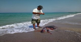 Güzelçamlı Sahilinde Ölü Caretta Caretta Bulundu