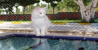 (Özel) Vanda Yüzücü Kediler Yetiştirilecek