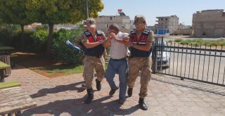 Orman Gibi Hint Keneviri Tarlası Jandarmayı Da Şaşırttı