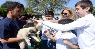 Osmangazide Ata Binmek İçin “Engel Yok”