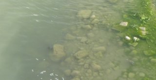 Kaplumbağalar İlçe Deprem Paniğine Yol Açtı