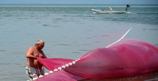 (Özel Haber) Balıkçılar Bu Balığa Av Yasağı Getirilmesini İstiyor