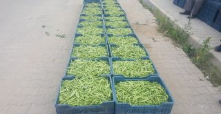 Bu Yeşil Fasulyenin Kilosu 90 Tlden Satıldı