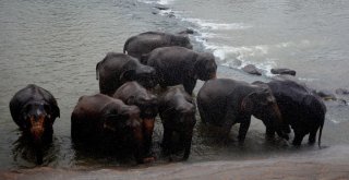 Dünyanın En İlginç Yetimhanesi: Fil Yetimhanesi