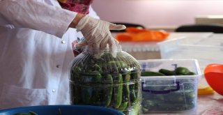 Gastronomi Kenti Hatayda Dolmalık Ve Turşuluk Salatalıklar Kışa Hazırlanıyor