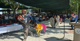 Denizlide Asırlık “Sudan Koyun Atlatma Yarışması” Başladı