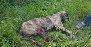 Rahatsız Ediyor Diye Köpeği Tüfekle Vurdu