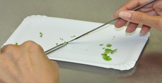 Üzüm Bağlarında Rekolte Kaybını Önleyecek Çalışma