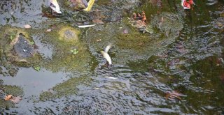 Niksarda Balık Ölümleri Vatandaşları Korkuttu