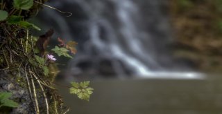 Çağlayandibi Şelalesi İlgi Çekiyor