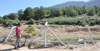 Firari Düve Bir Yıl Sonra Ortaya Çıktı