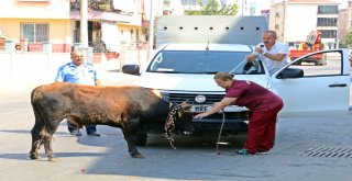 Kaçan Boğa, Aileye Bayramı Zehir Etti