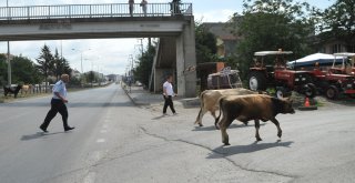 Karayolunda Başıboş Hayvanlar Trafiği Tehlikeye Düşürdü