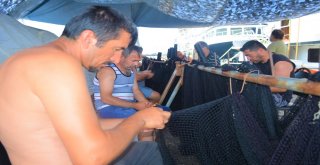 (Özel) Balıkçılardan Müjde, Denizde Bu Yıl Balık Çok