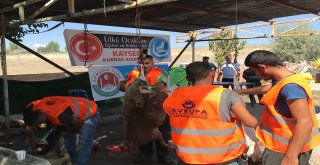 Ülkü Ocakları Kayseri İl Başkanlığı 100 Kurban Kesti