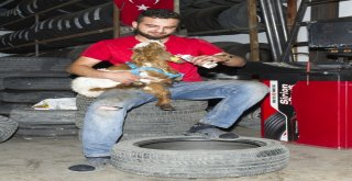 (Özel Haber) Biberonla Beslenen Oğlak Oto Sanayinin Maskotu Oldu