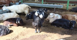 Birlik Başkanı Akın Canlı Hayvan Pazarını Ziyaret Etti