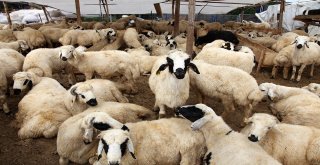 Kurban Satış Ve Kesim Yerleri Belirlendi