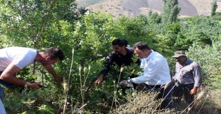 Bitliste ‘Fıstık Yetiştiriciliği Geliştirme Projesi