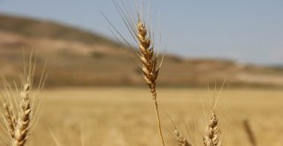 Türkiyenin Buğday Ambarında Hasat Başladı