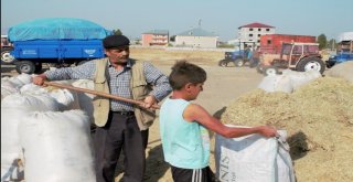 Ağrıda Kışın 1 Liraya Satılan Saman 30 Kuruştan Satılıyor