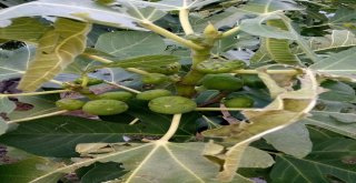 İncir Üreticisini Yaz Yağmurları Vurdu